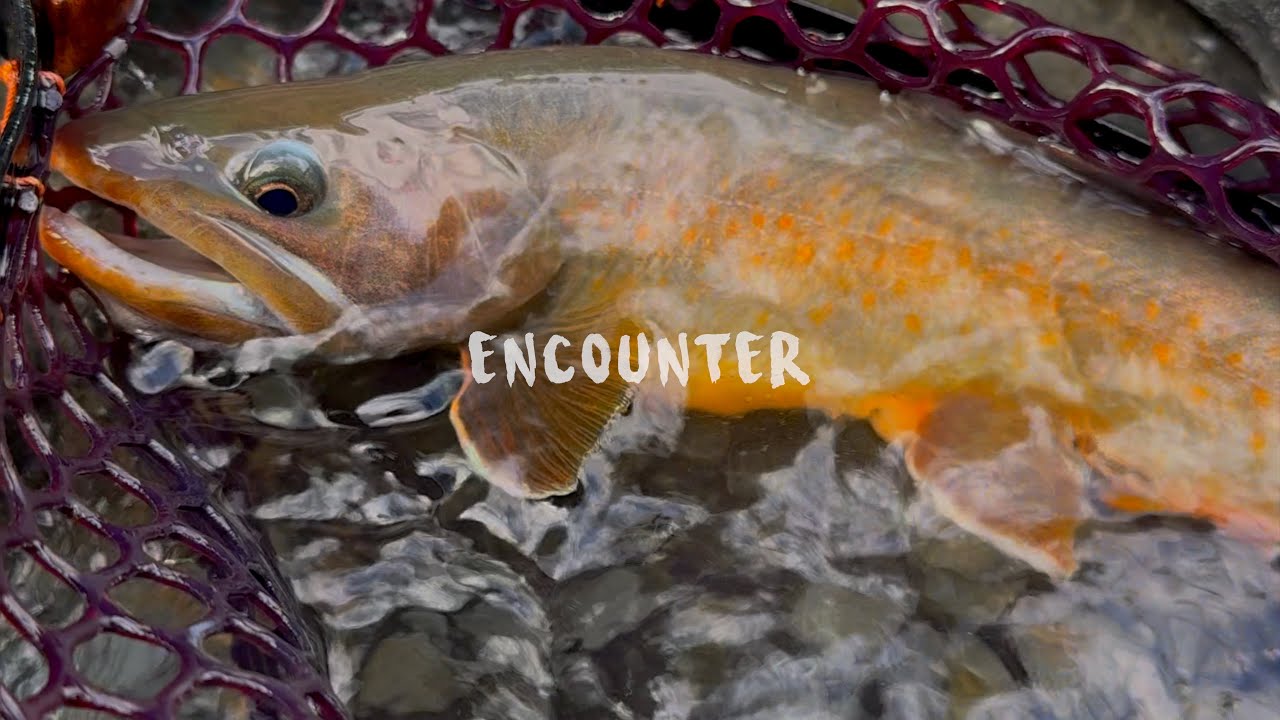 これだから釣りはやめられない【渓流釣り】