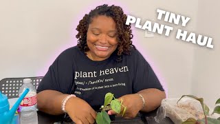 Tiny Variegated Philodendron Haul 🌿 Must-Have Houseplant!