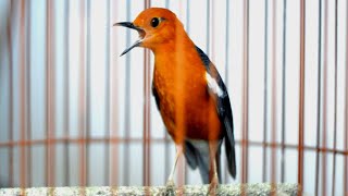 Download lagu AM GACOR AJAK BUNYI ANIS MERAH MACET mp3