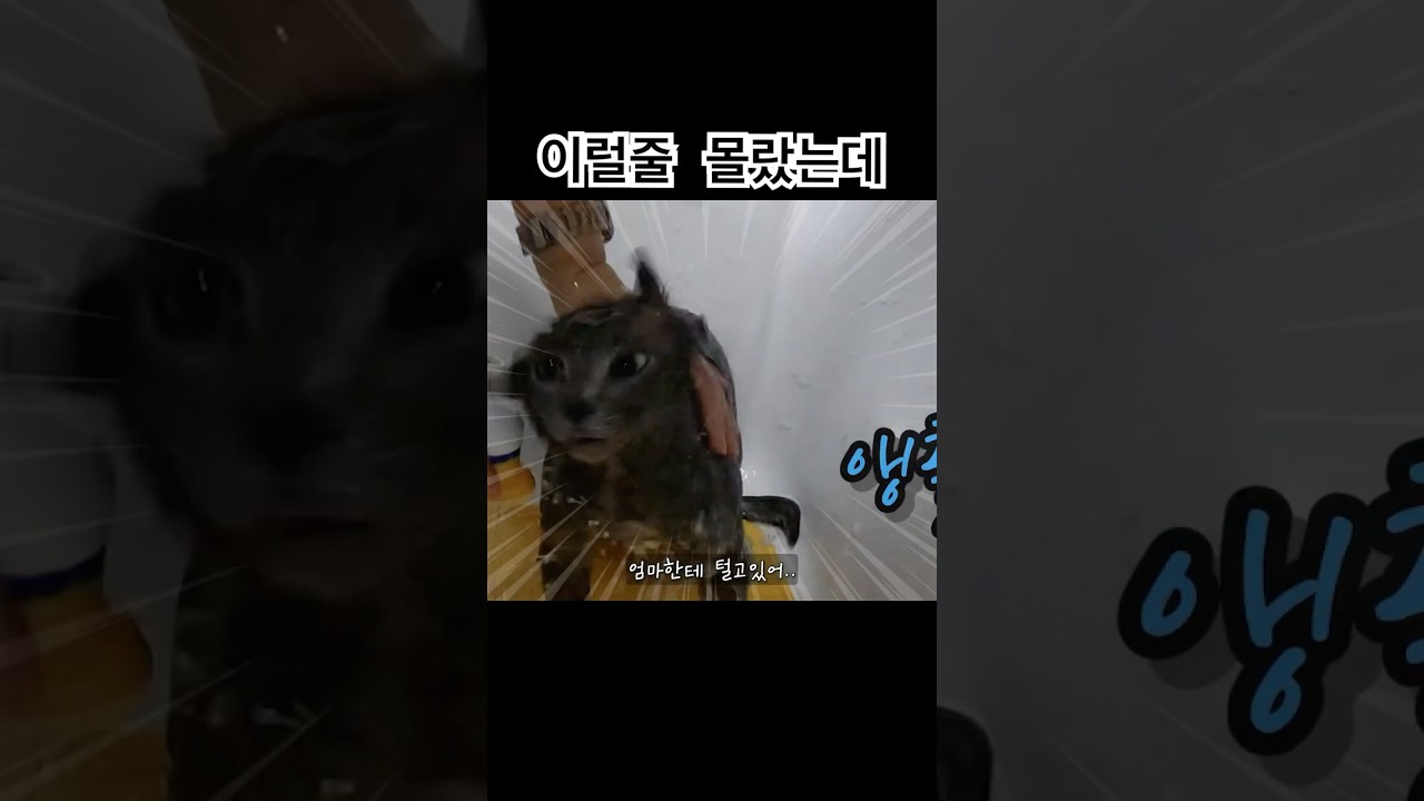 고양이 이럴줄몰랐는데😹😂#shorts #shortsvideo #funnycat #catlife #cutecat