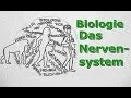 Nervensystem - Ein Überblick 