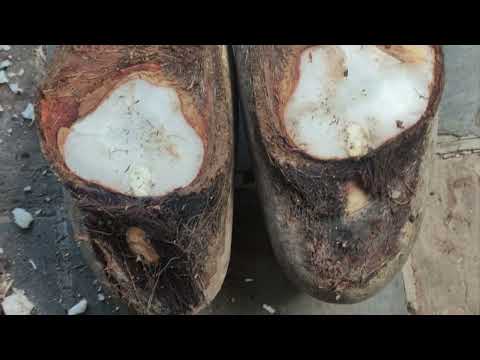 "Seychelles Elegance: Unveiling the Coco de Mer Collection" #cocodemer #forsale