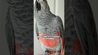 Meet Our New Parrot in Training
