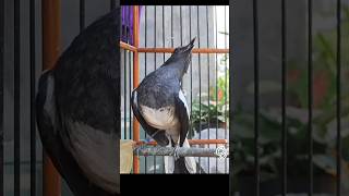 Download lagu KACER BETINA BUKOR ✅️ mp3 Download lagu KACER BETINA BUKOR ✅️ mp3