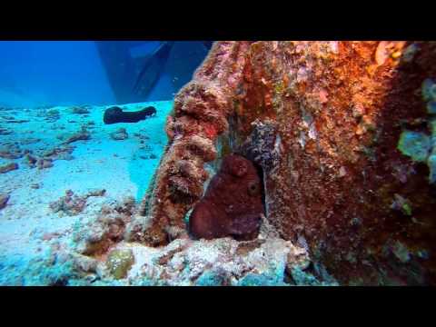Rannamaari Wreck 15th Anniversary Dive - Afternoon Drive