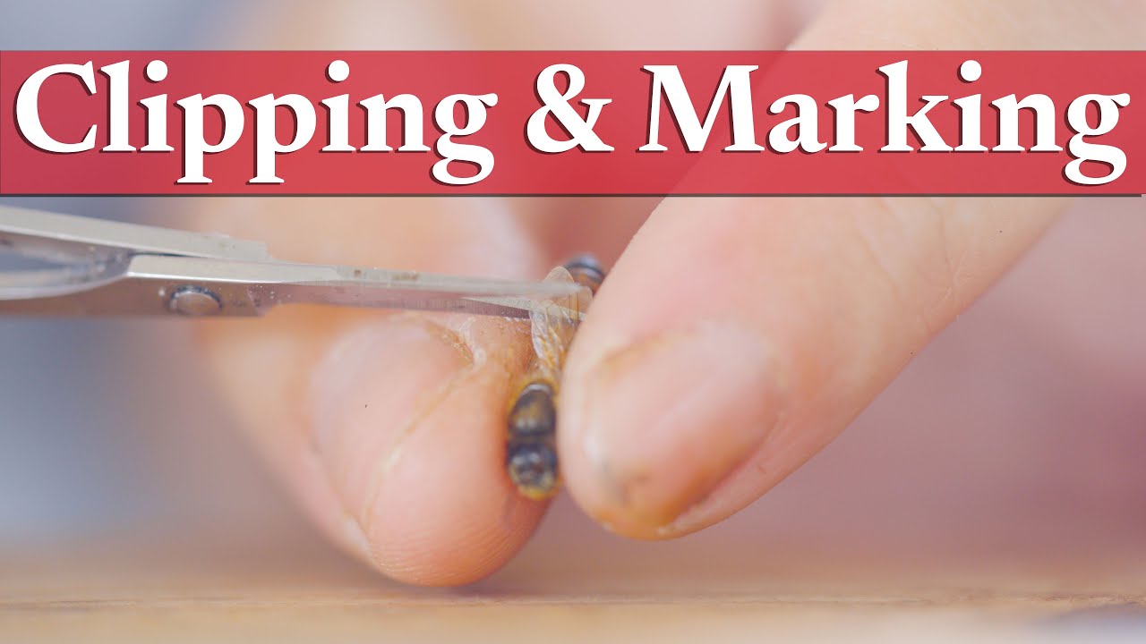 Clipping and Marking Queens | Beekeeping Academy | Ep. 43