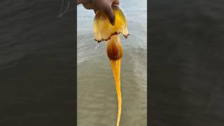Giant Venomous Jellyfish #shorts #jellyfish #fishing