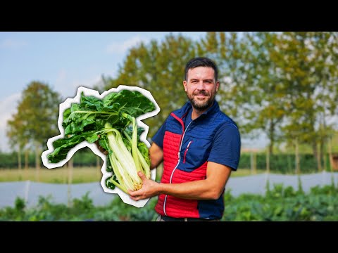How to GROW Swiss Chard: From Sowing to Harvest