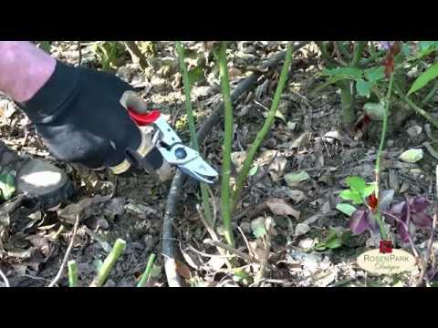 Rosenschnitt Teil 4 - Edel- und  Beetrosen