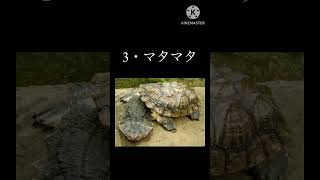 #shorts  見た目奇妙すぎる生物3選