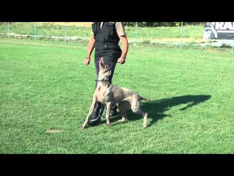 Afra ( Weimaraner ) - Positive Reinforcement - Obedience Dog Training