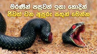 animals-that-can-live-after-death-