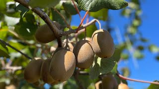 Glorious Bay of Plenty: Rich Land, Rich Culture - Princess Cruises Shore Excursions - Tauranga, NZ