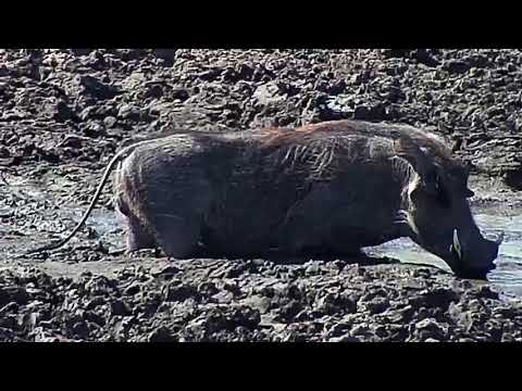 Djuma: Warthog male - 12:14 - 07/04/19