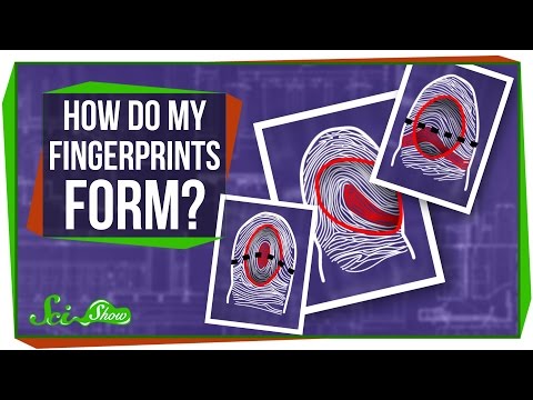 How Do My Fingerprints Form?