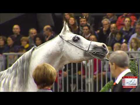 European Championships Verona 2013 - CLASS 12