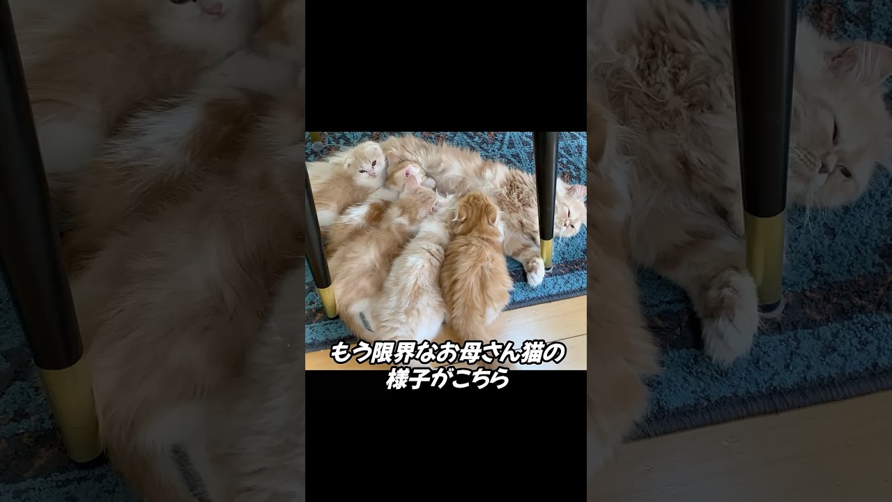 限界なお母さん猫と赤ちゃん子猫たち...【ミヌエット】#Shorts