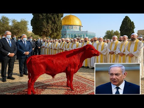 🚨 Vitella Rossa Perfetta Approvata: Inizia la Costruzione del Terzo Tempio?