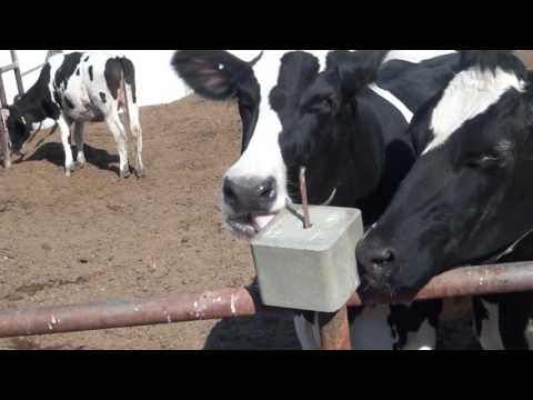 Cows licking a salt cube (1 hour)