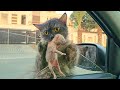 A Stray Cat Jumped On My Car And Asked Me To Take Her Kittens Home
