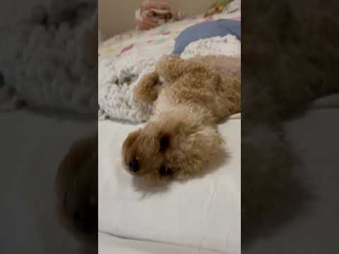 経営学科 飼い主のベッドでくつろぐトイプードル14ヶ月 #toypoodle #トイプードル