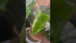 Monstera leaf growing process | This took between 7-10 days during spring season  #shorts #monstera
