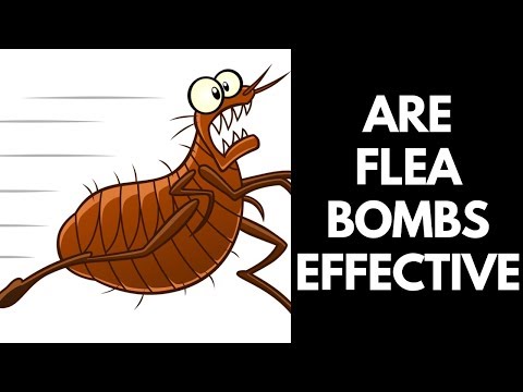 Are flea bombs effective? 【2020】Do Flea Bombs Really Work?