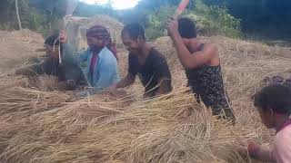 preview picture of video 'Farmers produce the rice in Umsning'