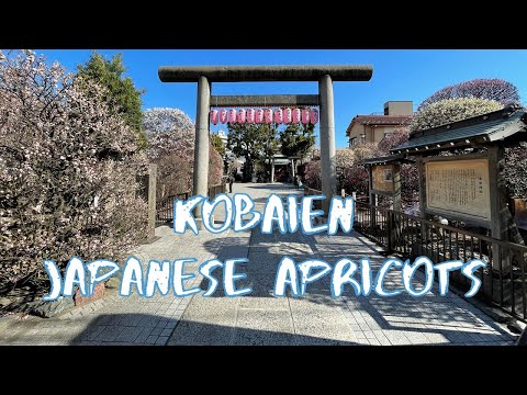 [Vlog] Omurai Katori Jinja Shrine and Kobaien with Japanese Apricots | Tokyo Sightseeing, Japan