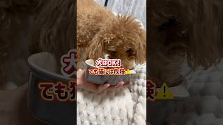 #犬のいる暮らし #いぬのいる生活 #愛犬#ペット#トイプードル#シニア犬