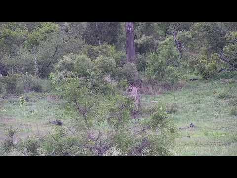 Djuma: Waterbuck bull resting - 16:45 - 11/30/21
