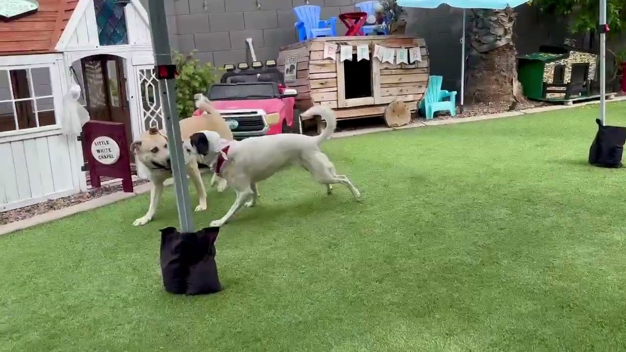 Enlarge Jack Frost, a Adoptable mixed breed in Gilbert, AZ video 6/6