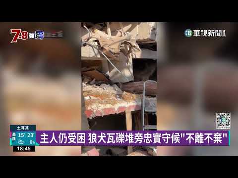 土耳其強震　多國搜救隊馳援　墨國搜救犬殉職