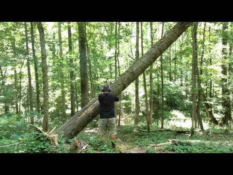 How To Safely Cut Big Tree That Is Hung Up