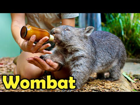 What is a Wombat? 10 Cute Facts about Wombats!