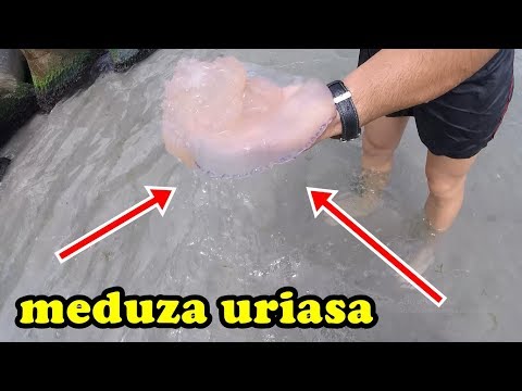 download lagu mp3 mp4 el Delfinul Eforie Nord Am Fost Acolo, download lagu el Delfinul Eforie Nord Am Fost Acolo gratis, unduh video klip el Delfinul Eforie Nord Am Fost Acolo