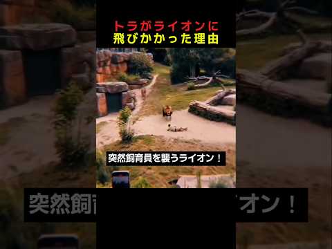 トラがライオンに飛びかかった理由