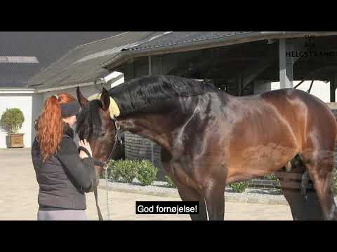 Revolution by Rocky Lee/Rouletto, stallion, born 2013