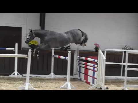 Cornet Obolensky - Calido *2015