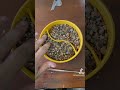 Planting my Lithops!!! #youtubeshorts #lithops #plants #succulent #tiktok