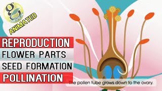 How Are Seeds formed? Animated POLLINATION and FERTILIZATION Tutorial - Botany