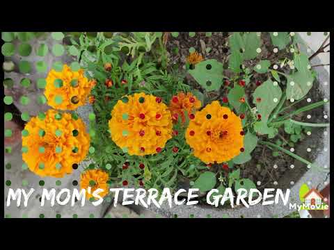My mom's beautiful terrace garden 🏡🌼🌻🌺 #foryou