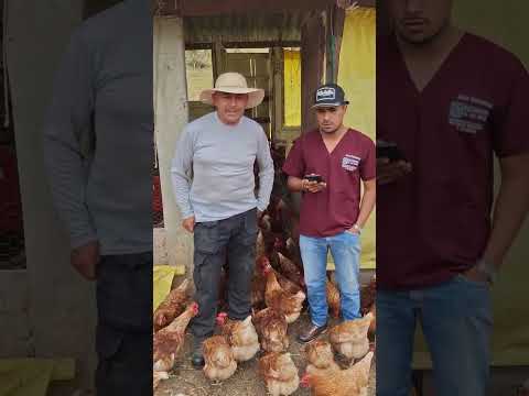 Entrevistar producto avícola, institución educativa francisco de José de Caldas, Silvia, Cauca.