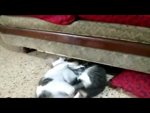 hannu and Kush❤️