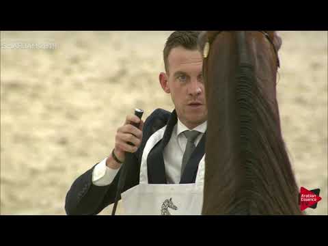 N 269 YAS BHM   Sharjah International 2019