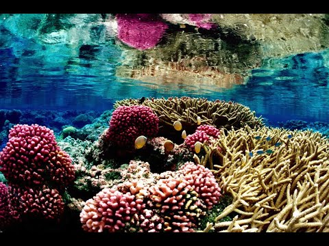 Suit Filed to Protect 20 Coral Species