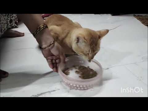 Sherkhan ko kitna bhi khane do us ka pet nahi bharta