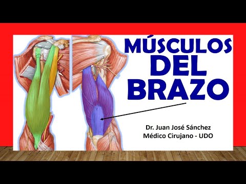 🥇 MUSCLES OF THE ARM. (Previous and Posterior). Easy, Fast and Simple