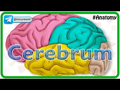 Cerebrum Anatomy Animation : Gyri and Sulci, Surfaces, Functional areas of cerebral Hemisphere
