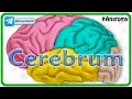 Cerebrum Anatomy Animation : Gyri and Sulci, Surfaces, Functional areas of cerebral Hemisphere